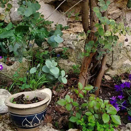 Cap Del Mas * Ambeyrac